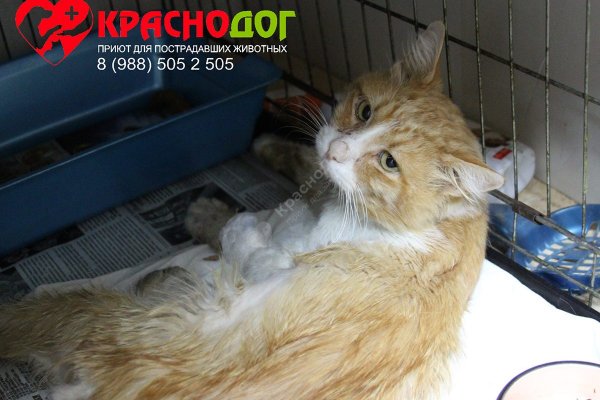 Кракен орг