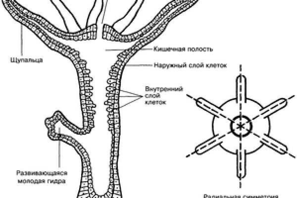 Кракен наркошоп ссылка
