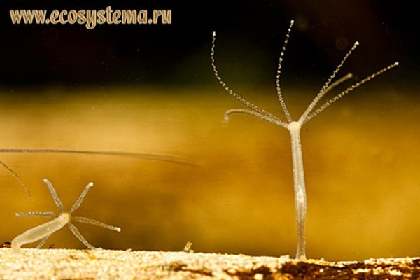 Рабочее зеркало на кракен