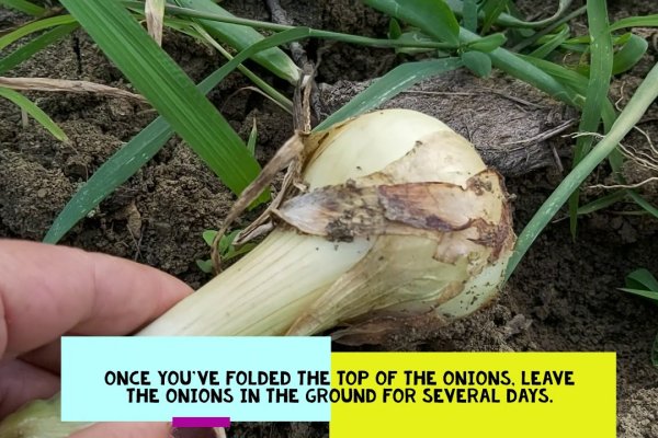 Даркнет маркет кракен onion